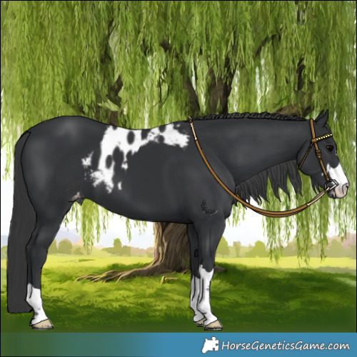 Horse Color:Black Skewed LP Spotted 