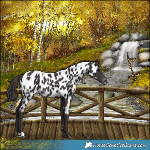 Horse Color:Smoky Black Near Leopard 