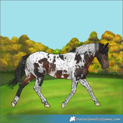 Horse Color:White Spotted Brown Tobiano Rabicano