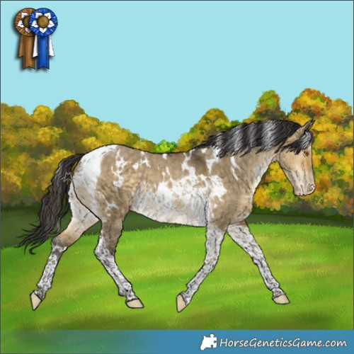 Horse Color:White Spotted Buckskin Dun Tobiano Varnish Rabicano 