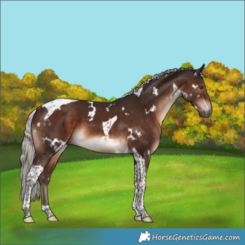 Horse Color:White Spotted Silver Brown Tobiano 