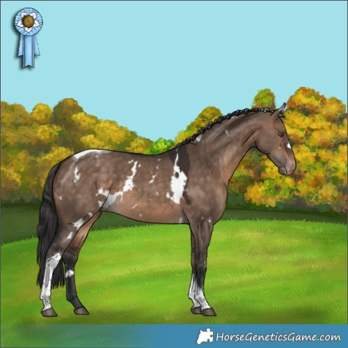 Horse Color:White Spotted Bay Dun Tobiano Appaloosa Rabicano