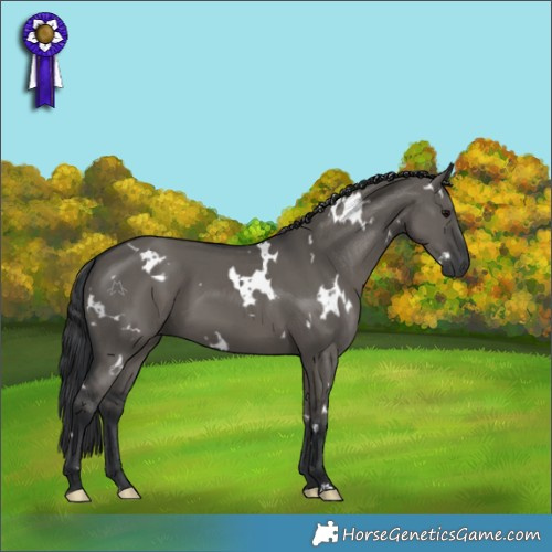 Horse Color:White Spotted Grullo