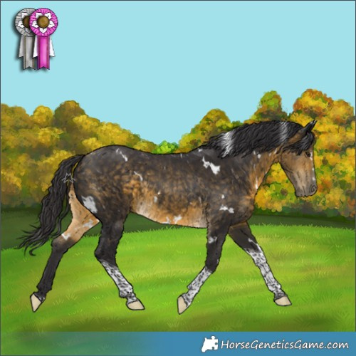 Horse Color:White Spotted Buckskin Tobiano Rabicano 