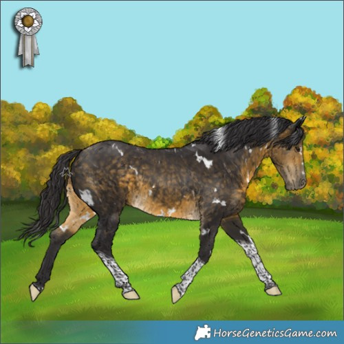 Horse Color:White Spotted Buckskin Tobiano Rabicano
