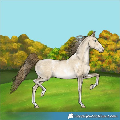 Horse Color:White Spotted Buckskin Pearl Dun Sabino Rabicano