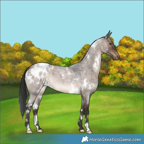 Horse Color:White Spotted Brown Roan Dun Appaloosa