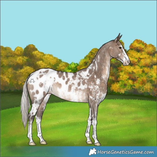 Horse Color:White Spotted Silver Brown Dun Sabino Appaloosa