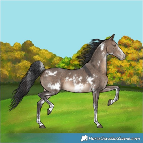 Horse Color:White Spotted Brown Dun Sabino 