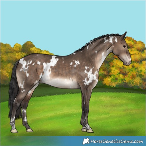 Horse Color:White Spotted Brown Dun Appaloosa