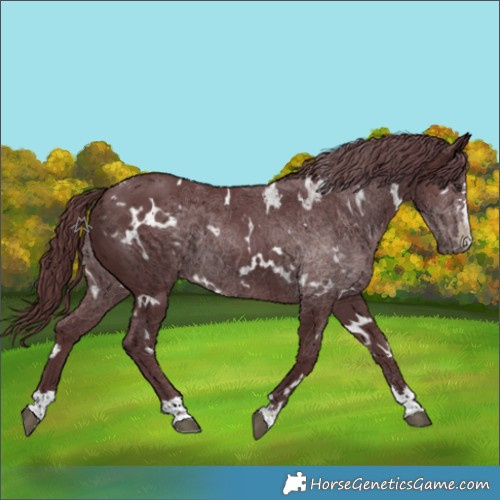 Horse Color:White Spotted Chocolate Smoky Black Chinchilla 
