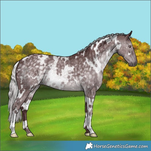 Horse Color:White Spotted Chocolate Silver Black Chinchilla 