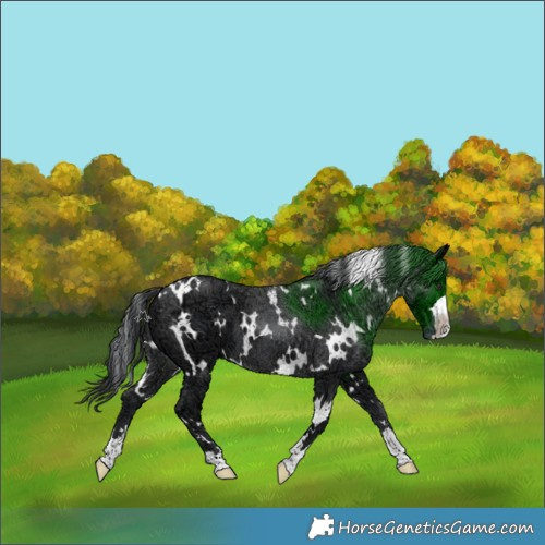 Horse Color:White Spotted Black Chinchilla Ice