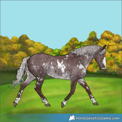 Horse Color:White Spotted Chocolate Silver Black Chinchilla 