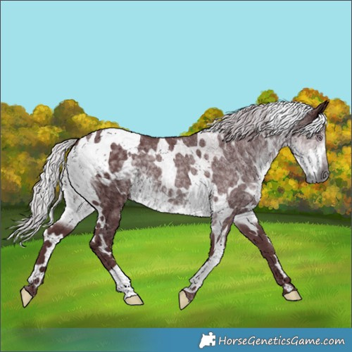 Horse Color:White Spotted Chocolate Silver Smoky Black Chinchilla 