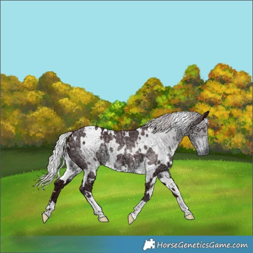 Horse Color:White Spotted Chocolate Silver Smoky Black Chinchilla Ice 