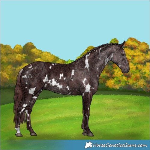 Horse Color:White Spotted Chocolate Smoky Black Chinchilla Ice