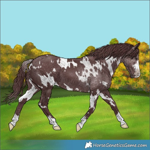 Horse Color:White Spotted Chocolate Black Chinchilla 