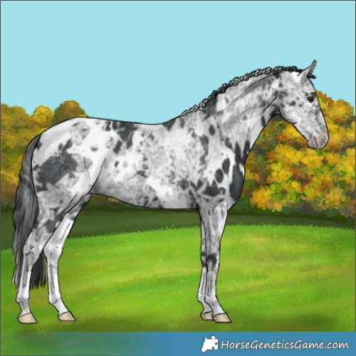 Horse Color:White Spotted Black Chinchilla Ice