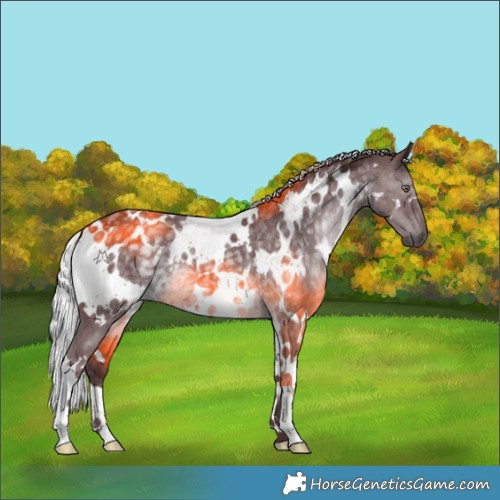 Horse Color:White Spotted Chocolate Silver Black Chinchilla