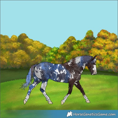 Horse Color:White Spotted Chocolate Smoky Black Chinchilla Ice
