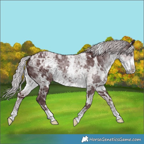 Horse Color:White Spotted Chocolate Silver Smoky Black Chinchilla Ice