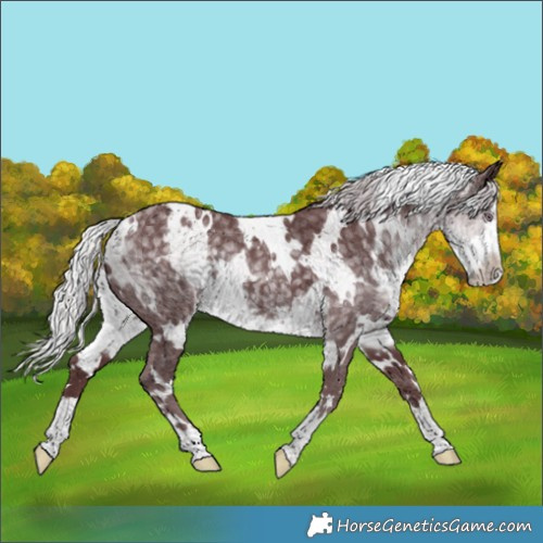 Horse Color:White Spotted Chocolate Silver Smoky Black Chinchilla Ice 
