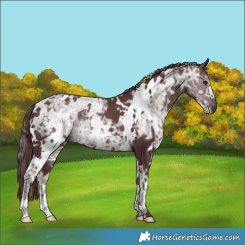Horse Color:White Spotted Chocolate Black Chinchilla Ice 