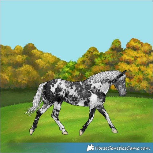 Horse Color:White Spotted Chocolate Silver Smoky Creme Chinchilla Ice