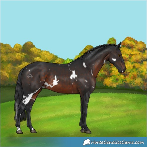 Horse Color:White Spotted Brown Rabicano 