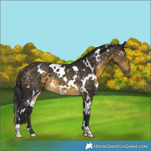 Horse Color:White Spotted Buckskin Rabicano