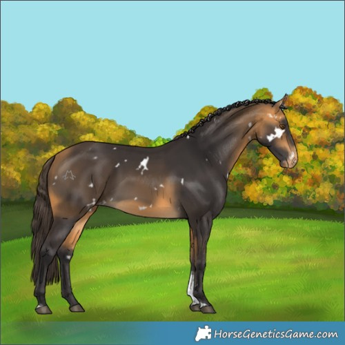 Horse Color:White Spotted Buckskin Tobiano Appaloosa