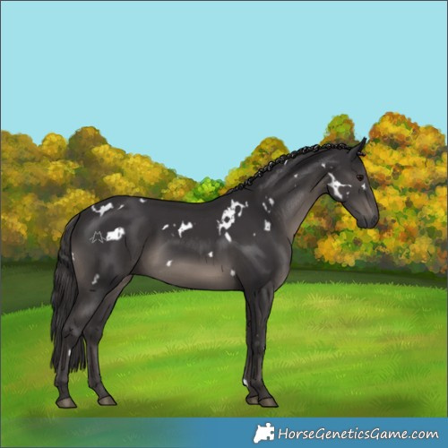 Horse Color:White Spotted Smoky Black Rabicano 
