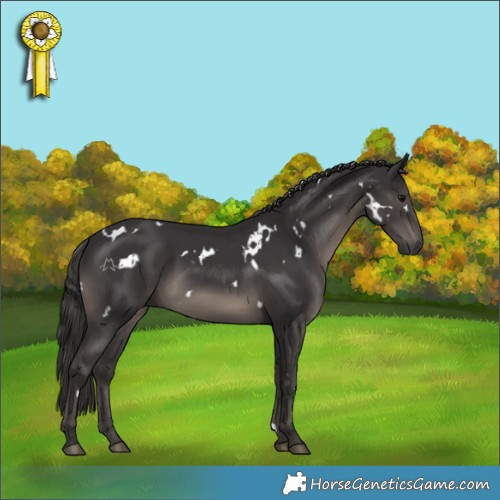 Horse Color:White Spotted Smoky Black Rabicano