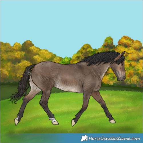 Horse Color:Brown Dun Rabicano