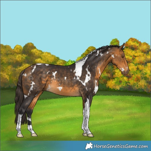 Horse Color:White Spotted Buckskin Tobiano Rabicano 