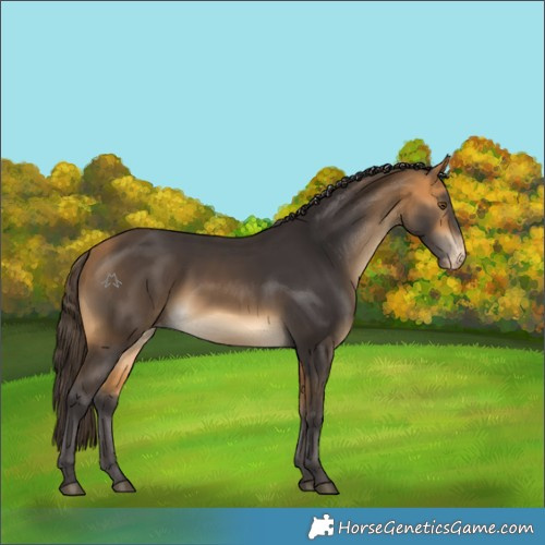 Horse Color:Buckskin Appaloosa
