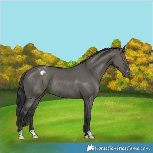 Horse Color:Grullo Appaloosa Rabicano 