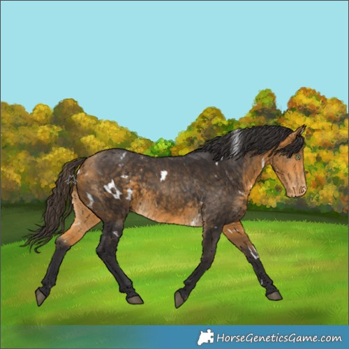 Horse Color:White Spotted Buckskin Appaloosa