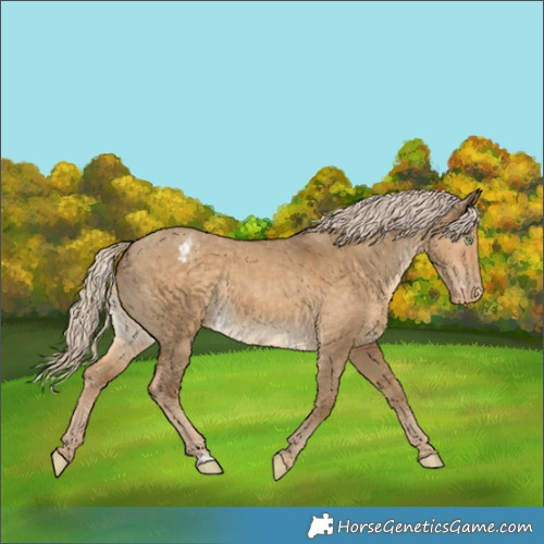 Horse Color:Chocolate Palomino Dun Appaloosa Rabicano 