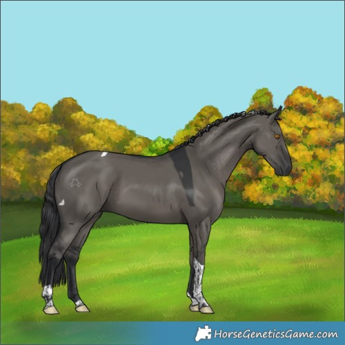 Horse Color:Grullo Tobiano 