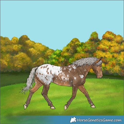 Horse Color:White Spotted Silver Buckskin Appaloosa 