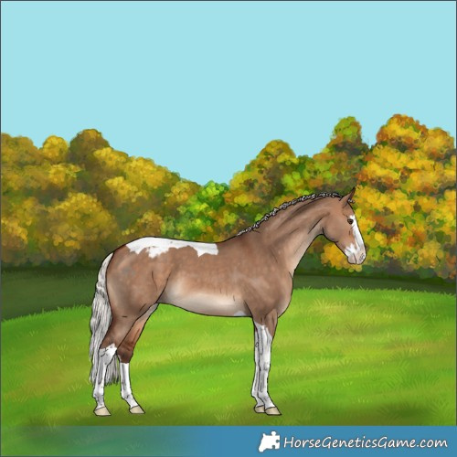 Horse Color:Silver Bay Dun Splash Tobiano Appaloosa 