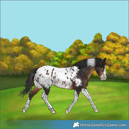 Horse Color:Brown Splash Tobiano Appaloosa 