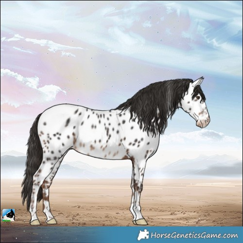 Horse Color:Liver Chestnut Near Leopard 