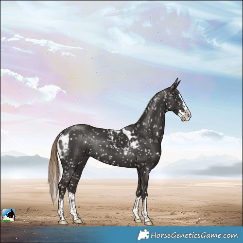 Horse Color:Liver Chestnut Splash Skewed LP Spotted Rabicano