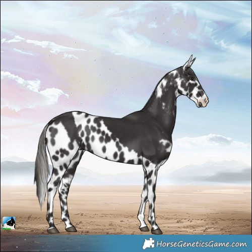 Horse Color:Liver Chestnut Skewed LP Spotted Rabicano 