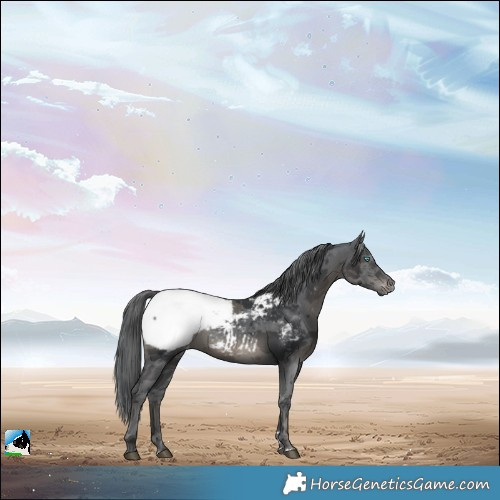 Horse Color:Black Merle Snowcap 