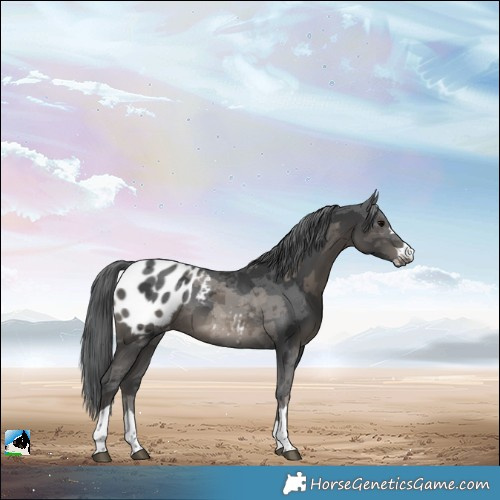 Horse Color:Black Merle Blanket