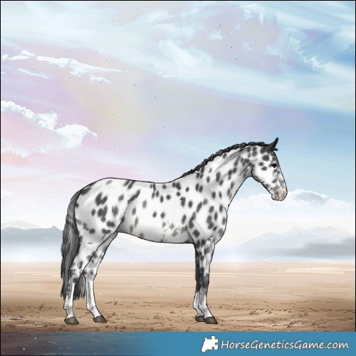 Horse Color:Black Sabino Near Leopard 